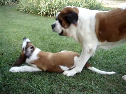 un chien adulte St. Bernard joue avec un chiot .