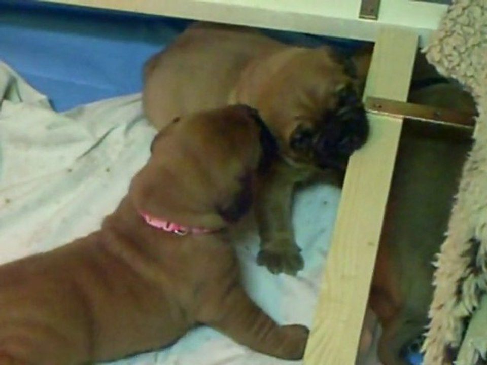 Bébés de L'Exigence a  22 jours ( JTM et JACKPOT )