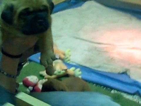 Bébé de L'Exigence 22 jours ( JTM et Jethro )