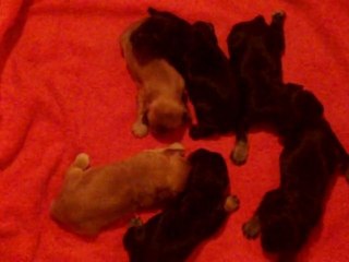 108_0092 Portée née le 25 décembre 2010