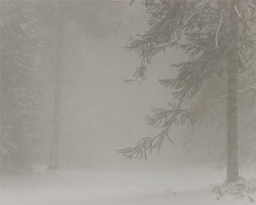 L'arboretum de Tervueren sous le blizzard (musical)