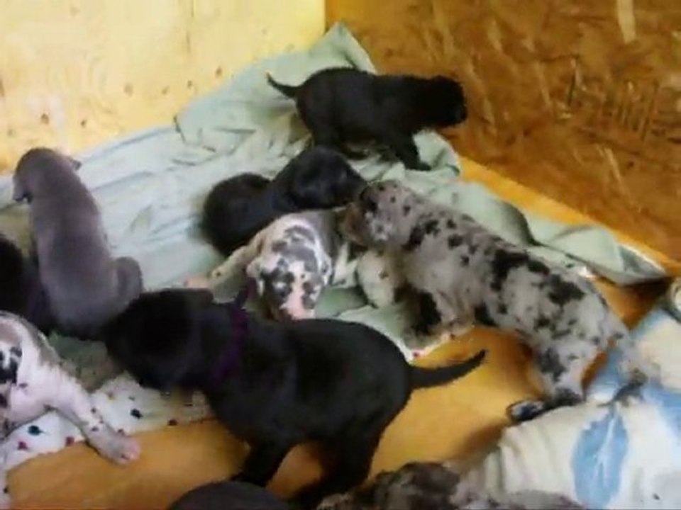 Chiots 2010 2 semaines