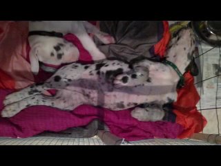 Foenix de Fortuna Majeur