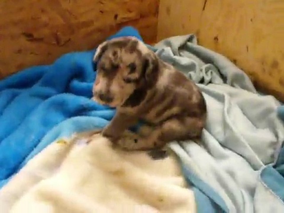 Chiots 2010 2 semaines