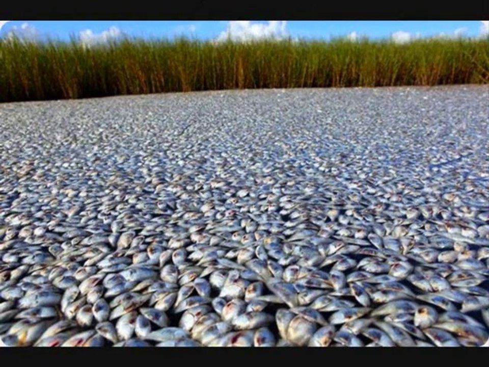 Oiseaux et poissons morts dans le monde: c'est l'hécatombe!