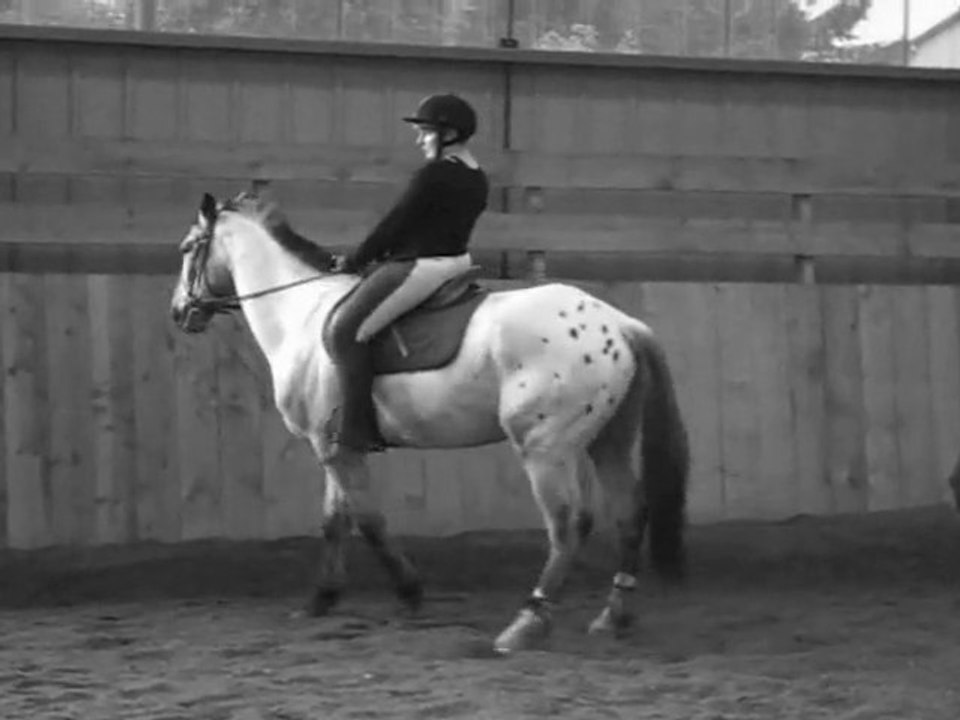 TOI + MOI = horses