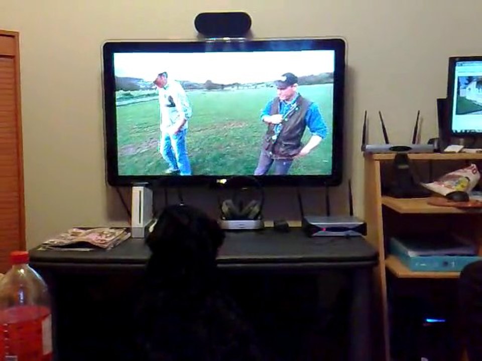 tina mon bouviers bernois regardant la tv mdr elle a 8 mois