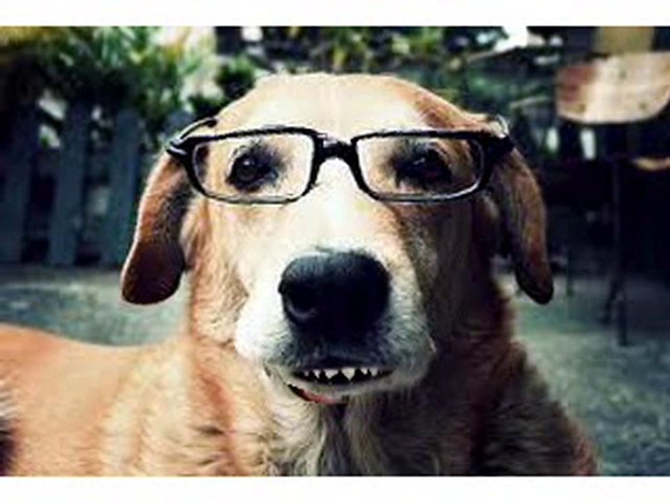 UN PERRO QUE HABLA
