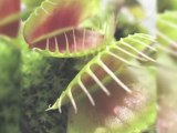 Fun Science: Plants : Are there plants that eat bugs?