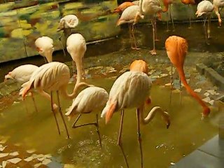 Pink Flamingo @ Riga Zoo