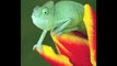 Fun Science: Animals : How do chameleons change color?