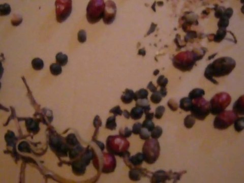 Charançon rouge des palmiers ???