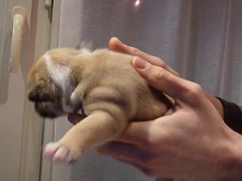 Chiots Bulldog anglais Mâles lof à 20 jours
