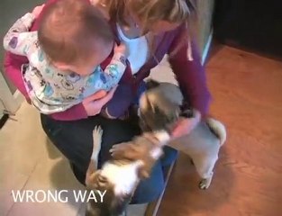 Thriving Canine- Coming Home: Proper Way to Greet Your Dogs