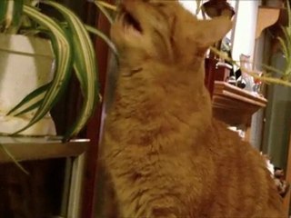 Our cat Jet eating part of a spider plant