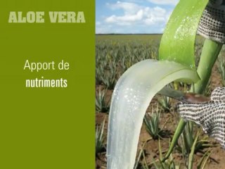 LA PLANTE ET SES PROPRIETES