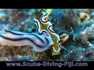 Nudibranchs on Great Astrolabe on Kadavu, Fiji