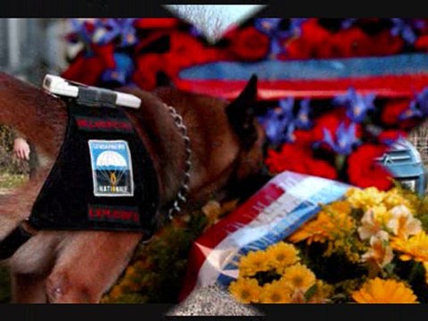 hommage k9 compresser