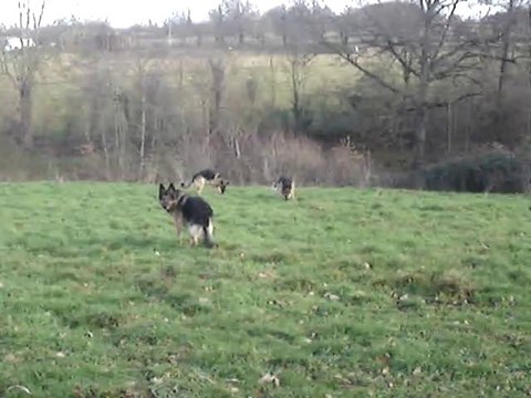 Elou berger allemand en visite à la Vallée des Secrets