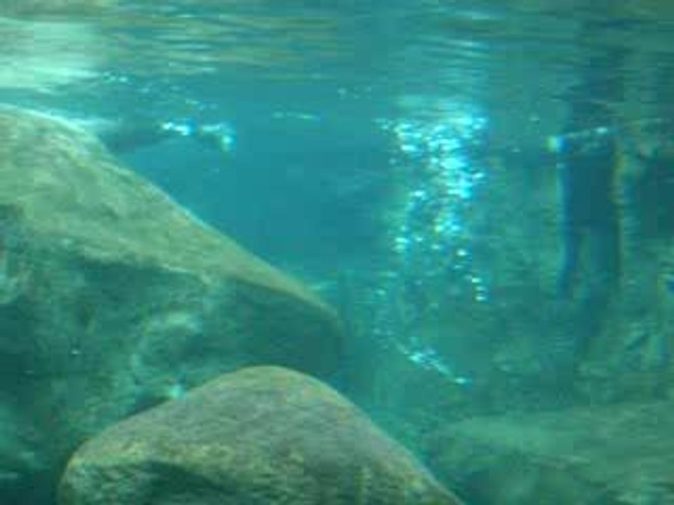 Loutres - Chattanooga Aquarium (2)