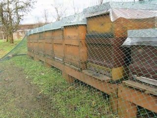 Arıcılık Mehmet Yüksel 2011