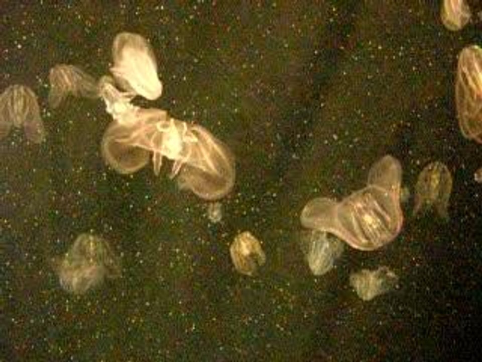 Meduses - Chattanooga Aquarium