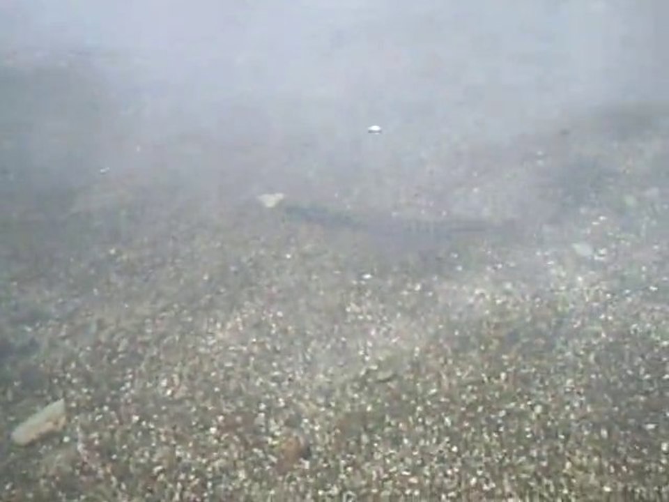 BROCHET de 35cm