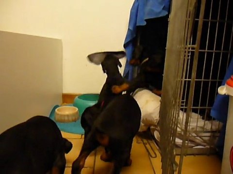 F-Litter Abyss x Zargo (08Janvier11)