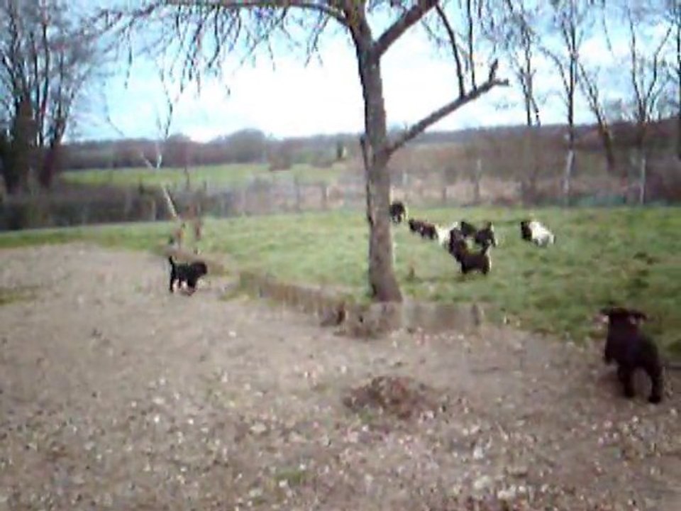 chiots dawa