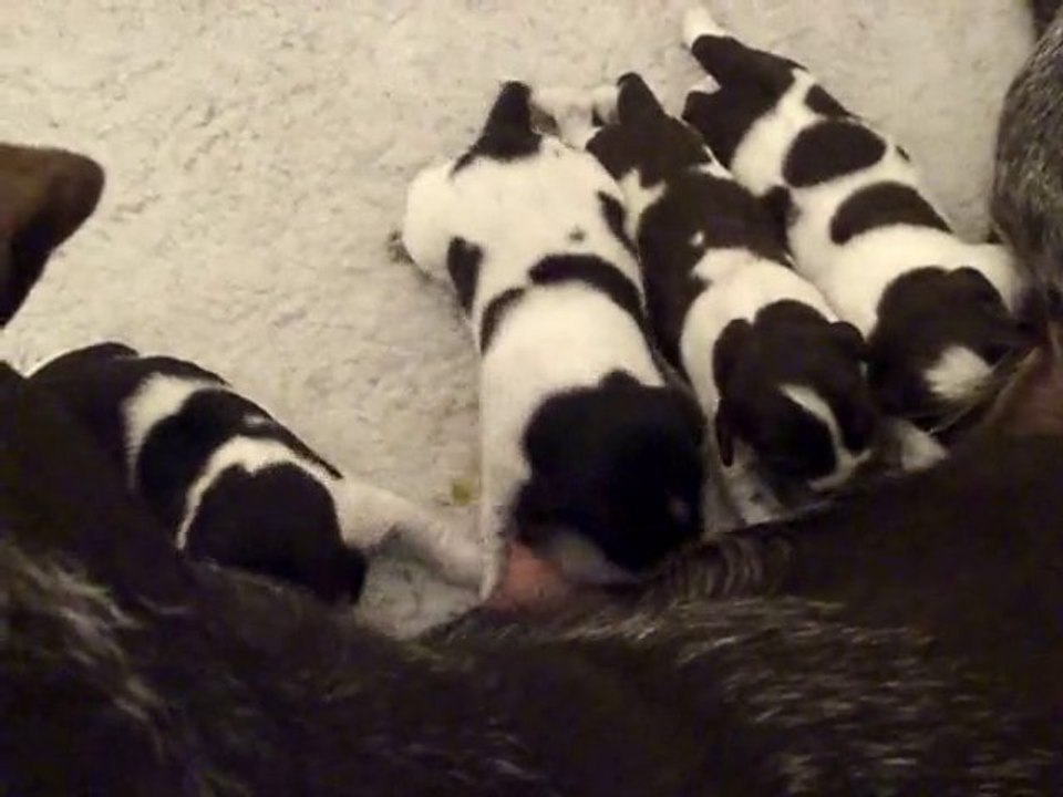 CHCS Drea VH - 20110108