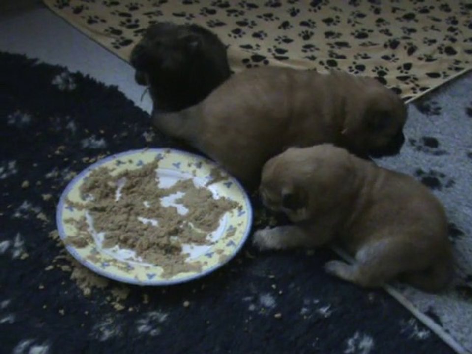 Premier repas