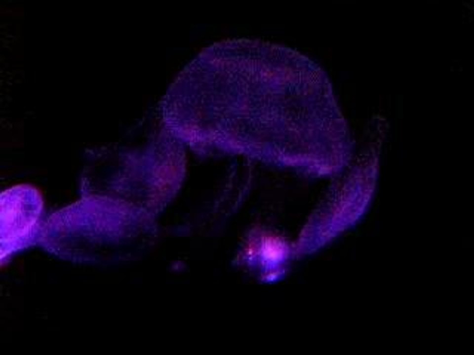 Meduses - Chattanooga Aquarium