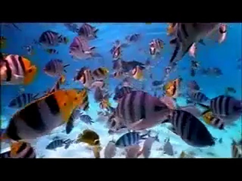 Harrison Ford & Biodiversity Conservation