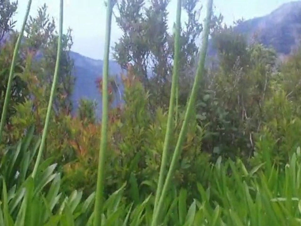 Madeira - Ribeira Brava-Sao Vicente