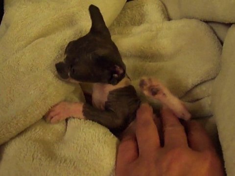 Feever mon bébé chat sphynx de 2 mois