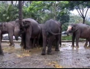 Indonesian Safari Park Welcomes a Baby Sumatran Elephant
