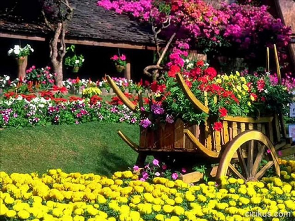 SEVDİĞİM FERDİ TAYFUR