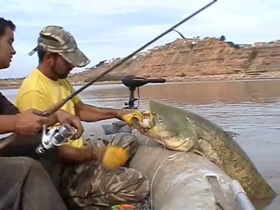 SILUROS-CATFISH  A SPINNING