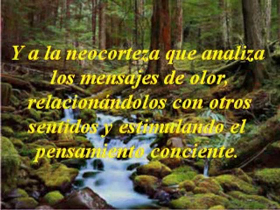 Asi funciona la AROMATERAPIA
