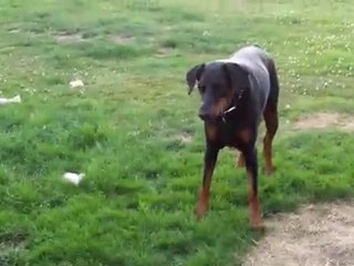 The Adventures of Levi, The Wonder Doberman of Surrey