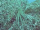 Octopus vulgaris