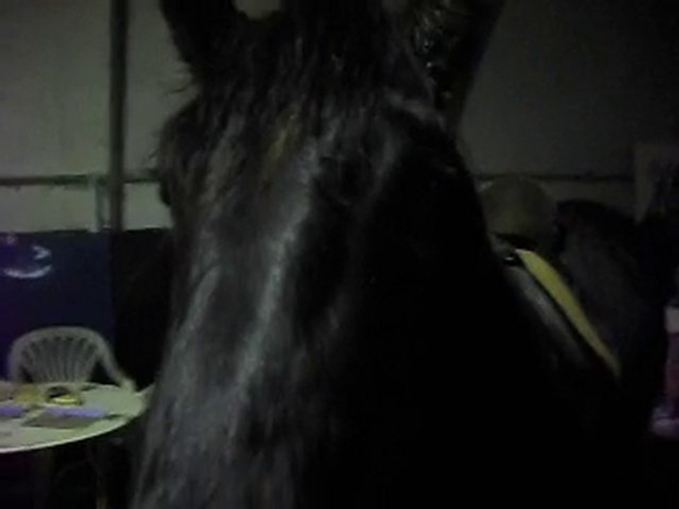 MUSTANG poulain Mérens 22 MOIS selle plume,marcher,attendre Kiss Me!2) 05/01/2010