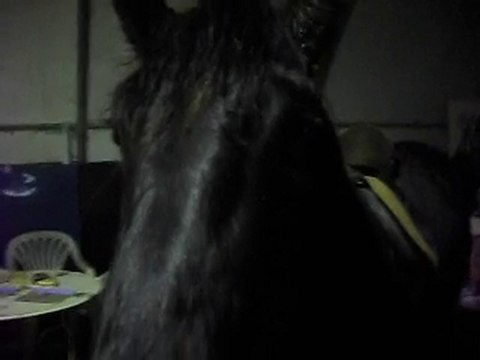 MUSTANG poulain Mérens 22 MOIS selle plume,marcher,attendre Kiss Me!2) 05/01/2010