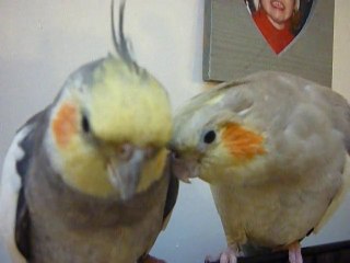 calopsittes astrid et georges," je t aime ,moi non plus .."