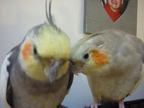 calopsittes astrid et georges, je t aime ,moi non plus ..