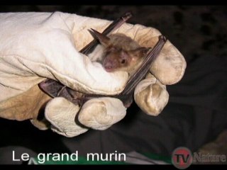 Les chauves-souris TV Nature épisode 8