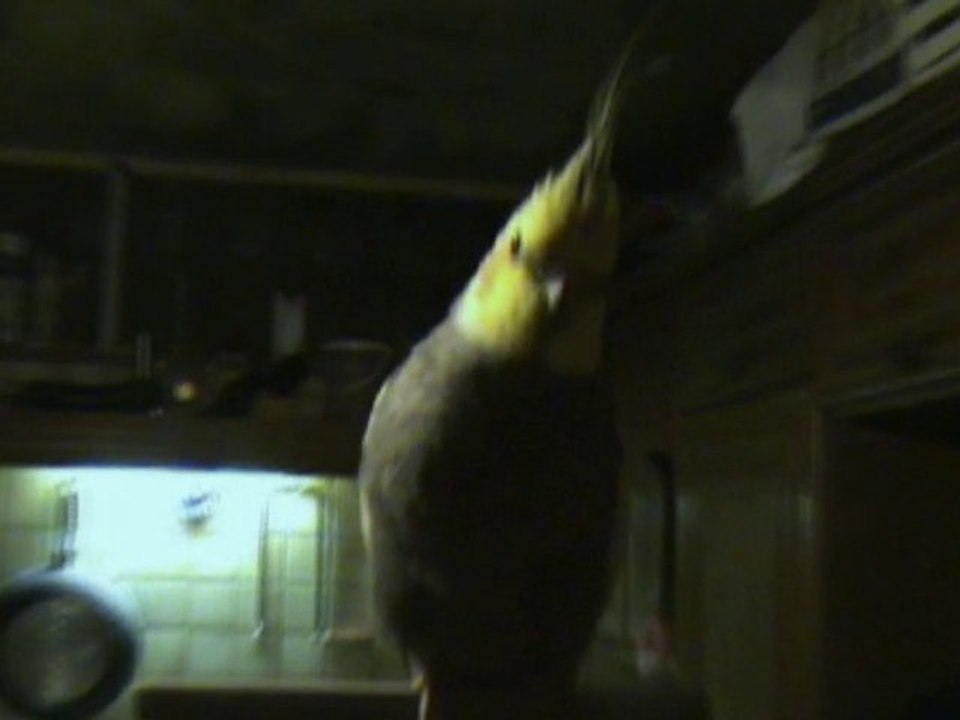 demon bird