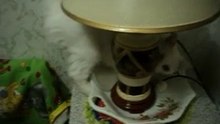 Kosha
