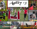 City Reprise Agility 8 Janvier 2011