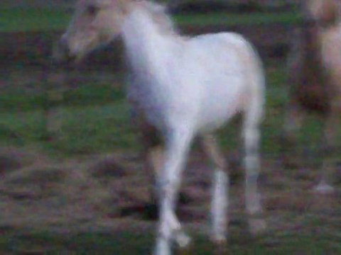 Ayla, vidéo faite en soirée le 24 octobre 2010